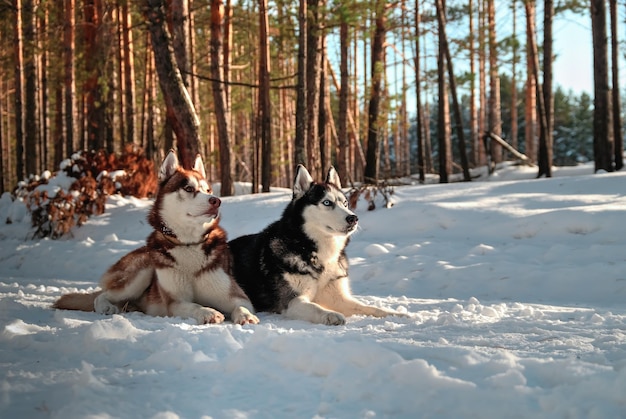 Perros husky siberianos Hermoso retrato de perros husky en el soleado paisaje invernal