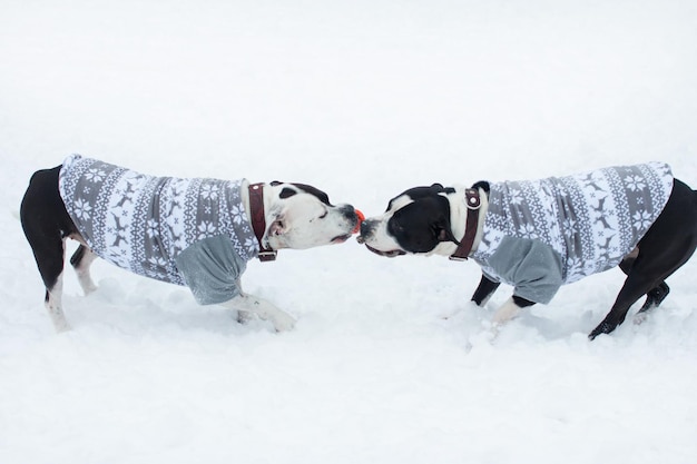 Los perros en invierno caminan con ropa de abrigo. jugando juegos en la nieve blanca