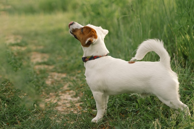 Perros Jack Russell Terrier en la pradera. Perros Jack Russell Terrier en la naturaleza.
