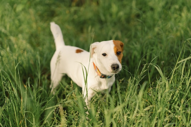 Perros Jack Russell Terrier en la pradera. Perros Jack Russell Terrier en la naturaleza.