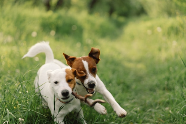 Perros Jack Russell Terrier en la pradera. Perros Jack Russell Terrier en la naturaleza.