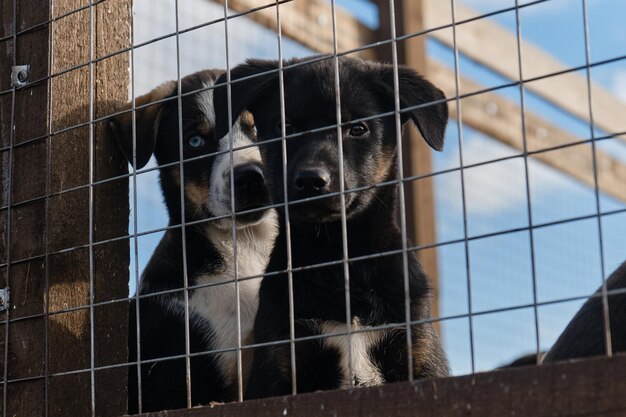 Perros jóvenes abandonados en jaula tristes y con aspecto hambriento e innecesario