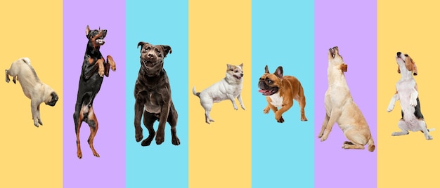 Perros jóvenes, mascotas saltando alto, volando. lindos perritos o mascotas se ven felices aislados sobre fondo multicolor. fotos de estudio. collage creativo de diferentes razas de perros. folleto para su anuncio.