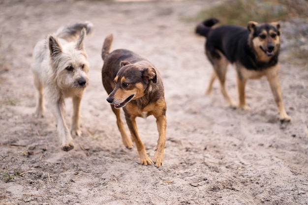 Los perros juegan en la arena de la playa cerca del agua.