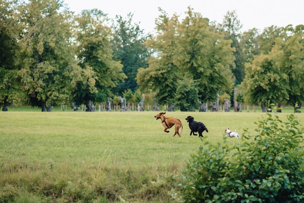 Los perros juegan y corren en la naturaleza.