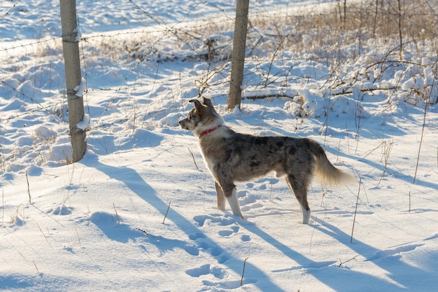 Los perros juegan en la nieve en invierno Hermoso retrato de una mascota Pastor australiano cruzado con un lobo