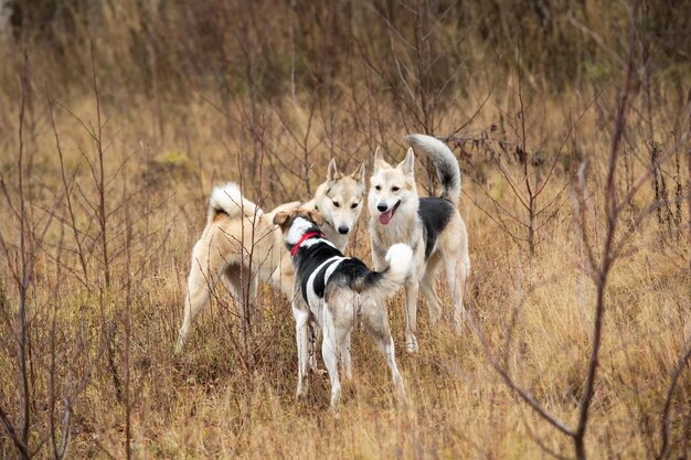 Perros jugando en el bosque de otoño Día nublado