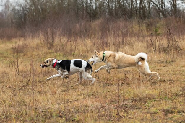 Perros jugando en el bosque de otoño Día nublado