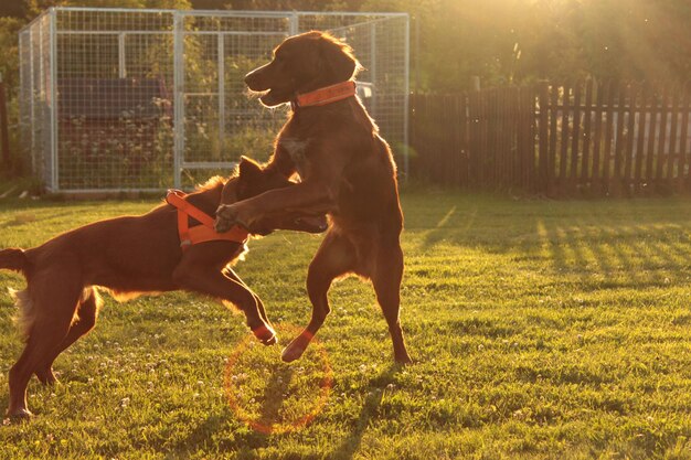 Foto perros jugando en el césped en el patio