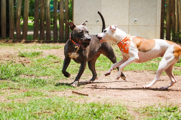 Foto perros jugando y divirtiéndose en el parque. enfoque selectivo.