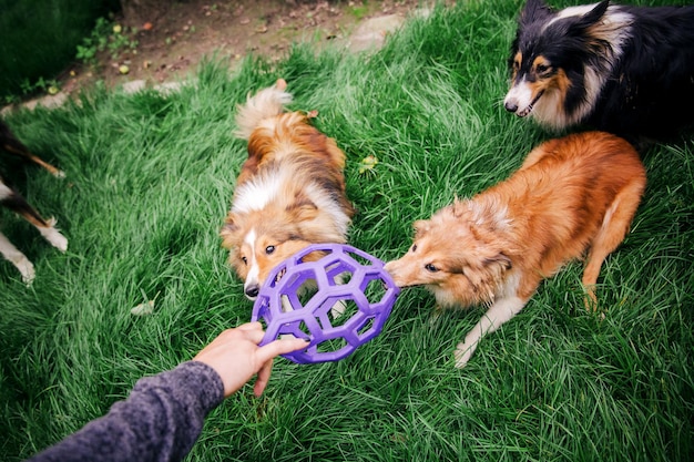 Perros jugando Grupo de perros jugando juntos