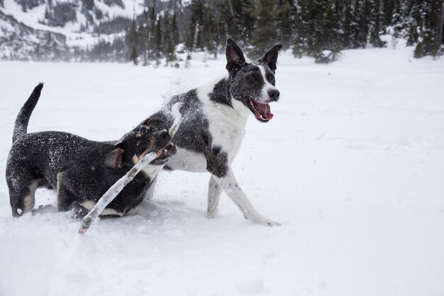 Perros jugando juntos en la nieve