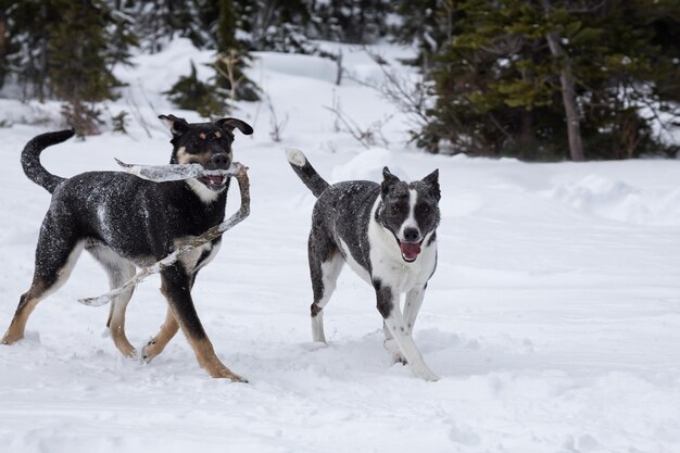 Perros jugando juntos en la nieve