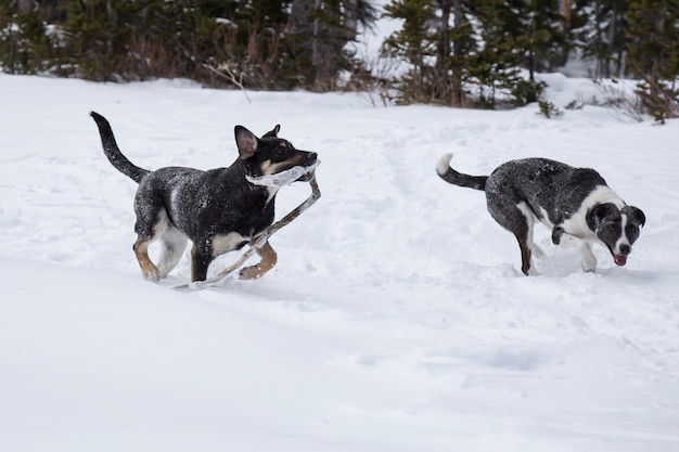 Perros jugando juntos en la nieve