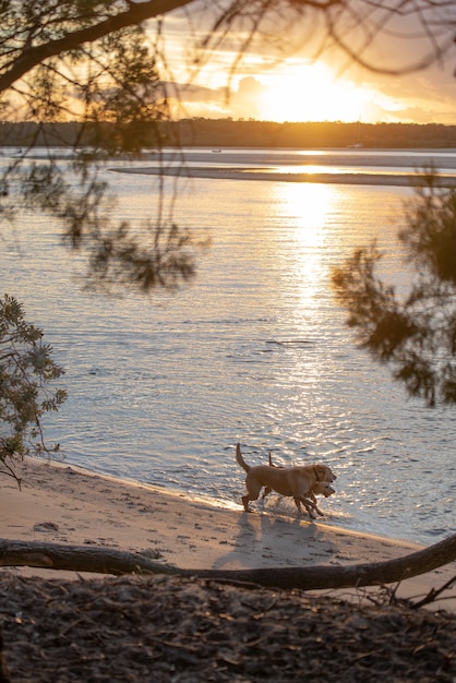 Perros jugando en la playa al atardecer. Vertical