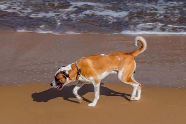 Foto perros jugando en la playa en verano