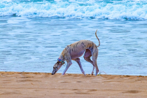 Foto perros jugando en la playa en verano