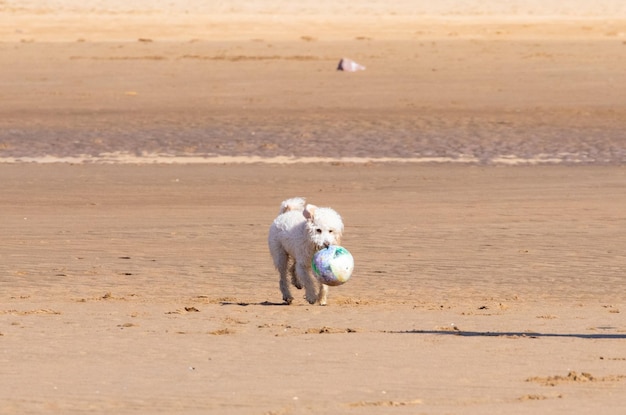 Foto perros jugando en la playa en verano