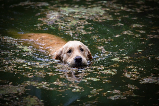 Perros labrador retriever que aman nadar