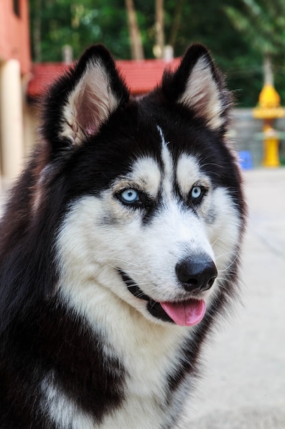 Perros lindos animales domésticos para cuidar a la familia.