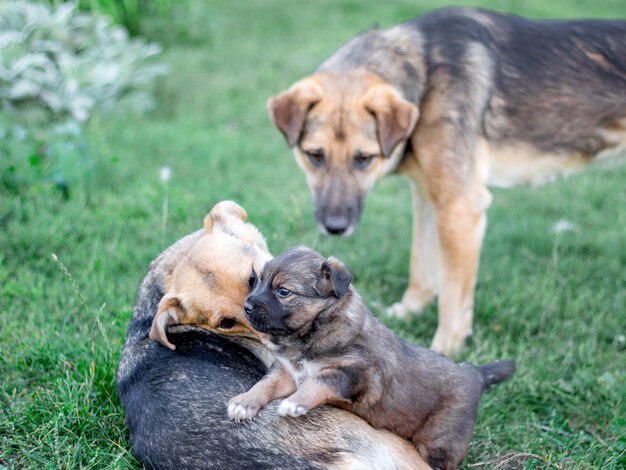 Perros lindos con un perrito jugando en la hierba