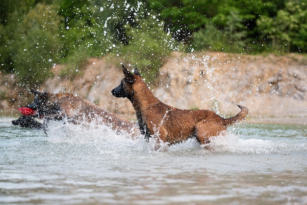 Perros malinois belgas jugando en el agua