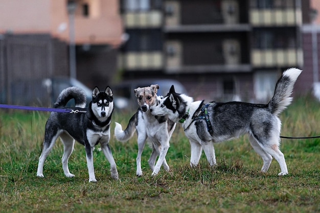 Perros mestizos enojados peleando en el campo al atardecer