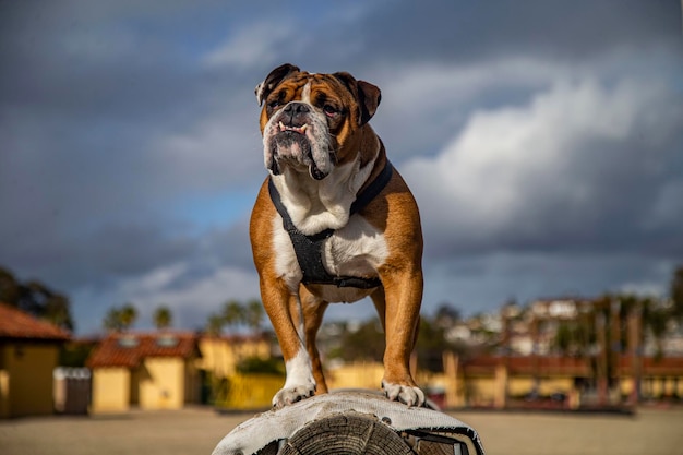 perros militares