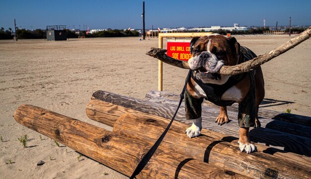 perros militares