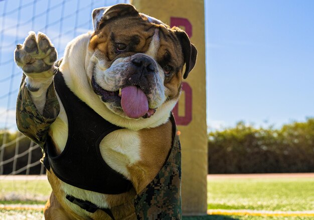 Foto perros militares