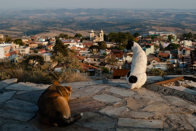 Perros mirando la ciudad en Brasil