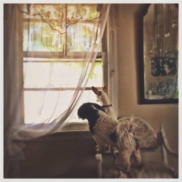 Foto perros mirando por la ventana mientras están de pie en una silla en casa