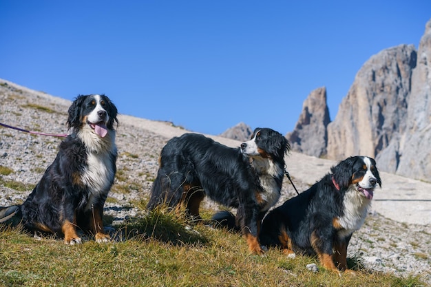 Foto perros en las montañas