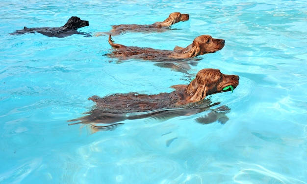 Perros de natación