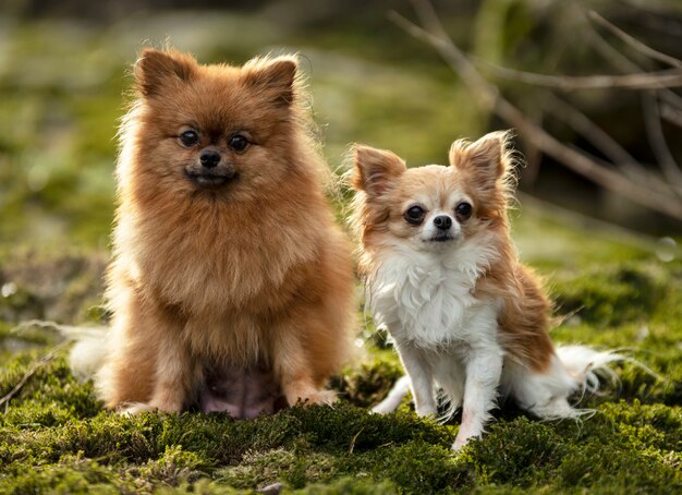 Perros en la naturaleza