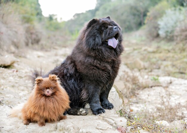 Perros en la naturaleza