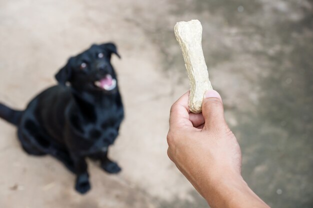 Foto perros negros esperando su comida