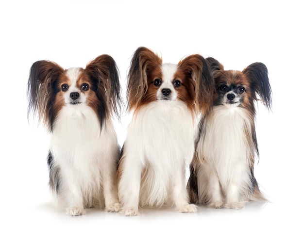 Perros Papillon frente a superficie blanca