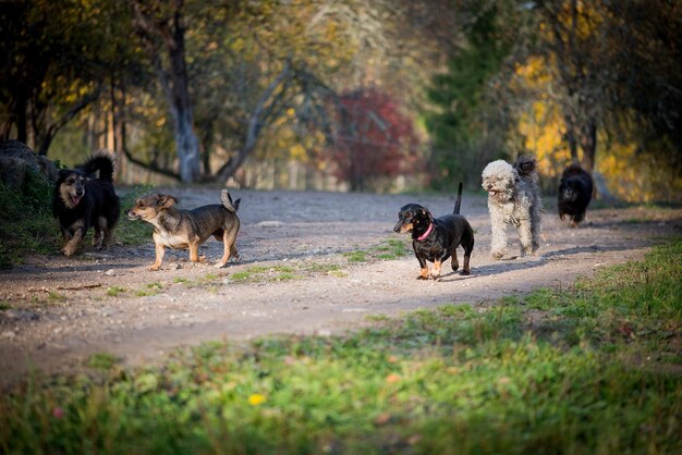 Foto perros en el parque