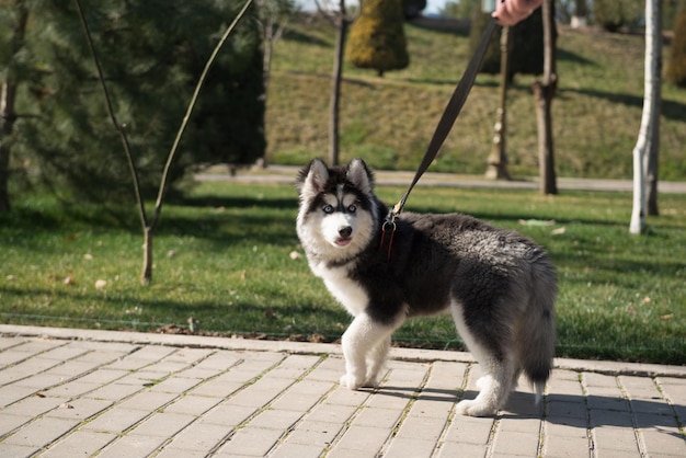 perros en el parque