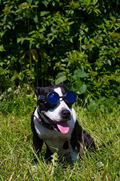 Perros paseando con sombreros divertidos al aire libre