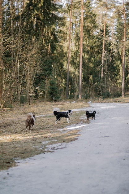 perros para pasear