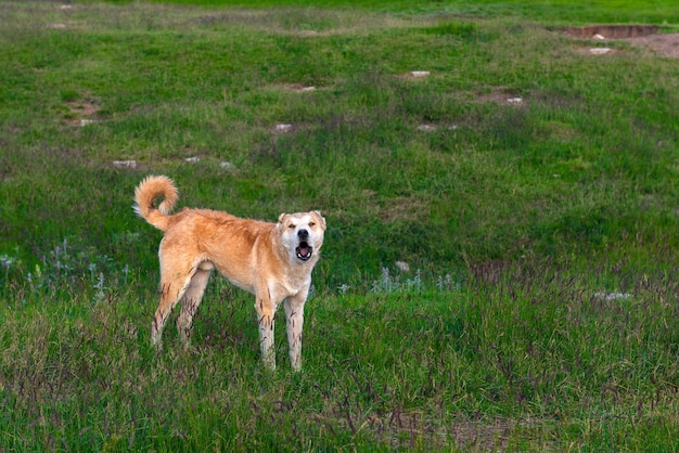 Perros de pastor enojados en pradera