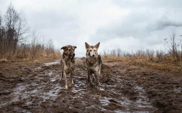 Perros pastores de raza mixta muy sucios y mojados