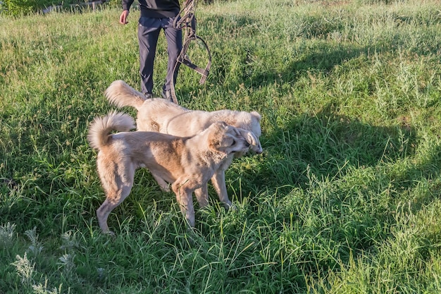 Los perros pelean afuera en la hierba