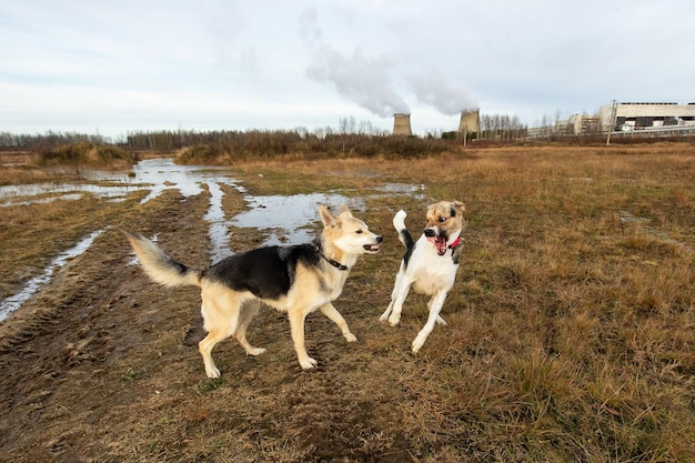 Perros peleando en el campo de otoño día nublado