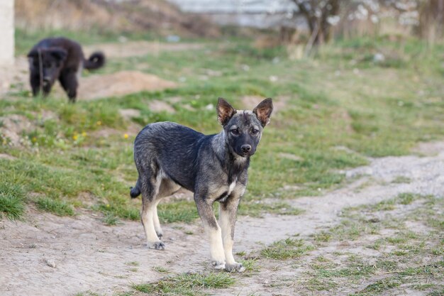 Perros pequeños vagabundos en la calle, protegiendo a los animales y la naturaleza