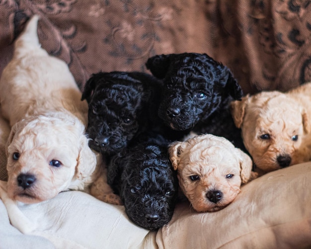 Foto perros pequeños