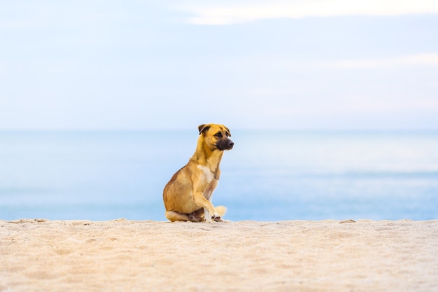 Perros en la playa por la mañana. Foco suave