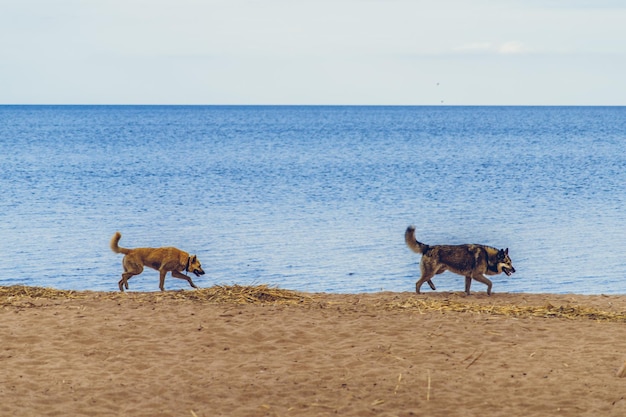 Foto perros en la playa